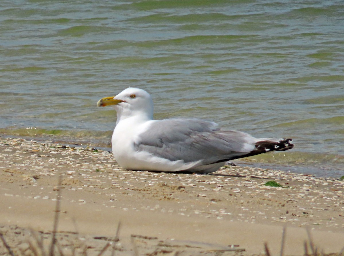 Herring Gull - JoAnn Potter Riggle 🦤