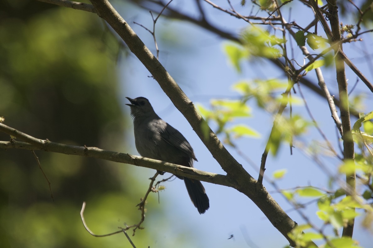 Gray Catbird - Paul Miller