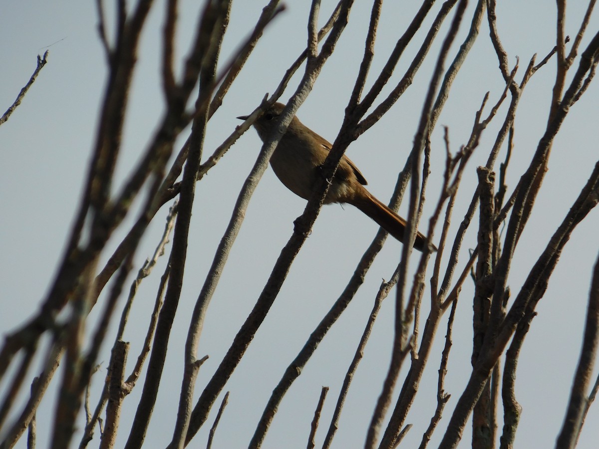 Sharp-billed Canastero - Juan Manuel Atencio