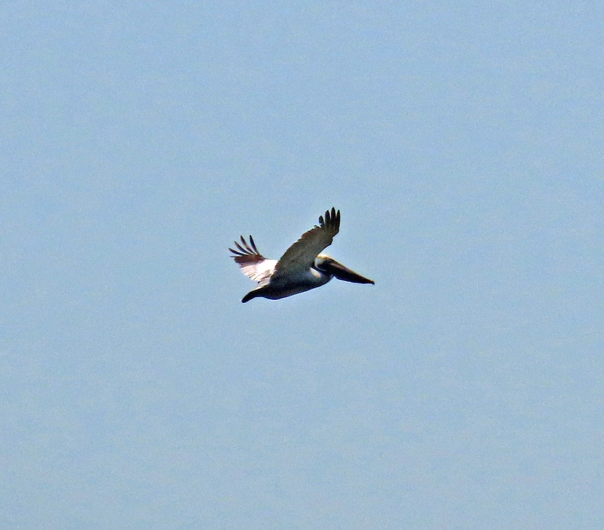 Brown Pelican - JoAnn Potter Riggle 🦤