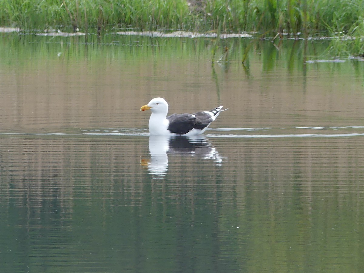 Great Black-backed Gull - Guy Kirwan