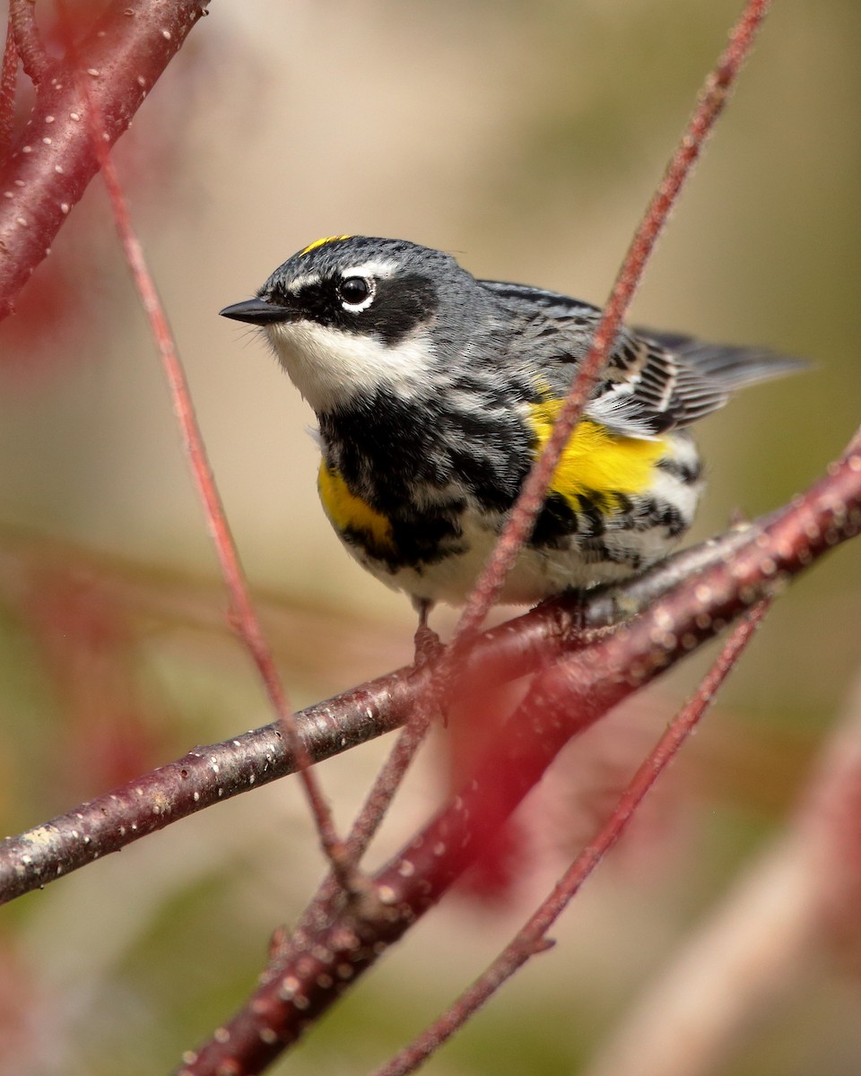 Yellow-rumped Warbler - Wes Slauenwhite