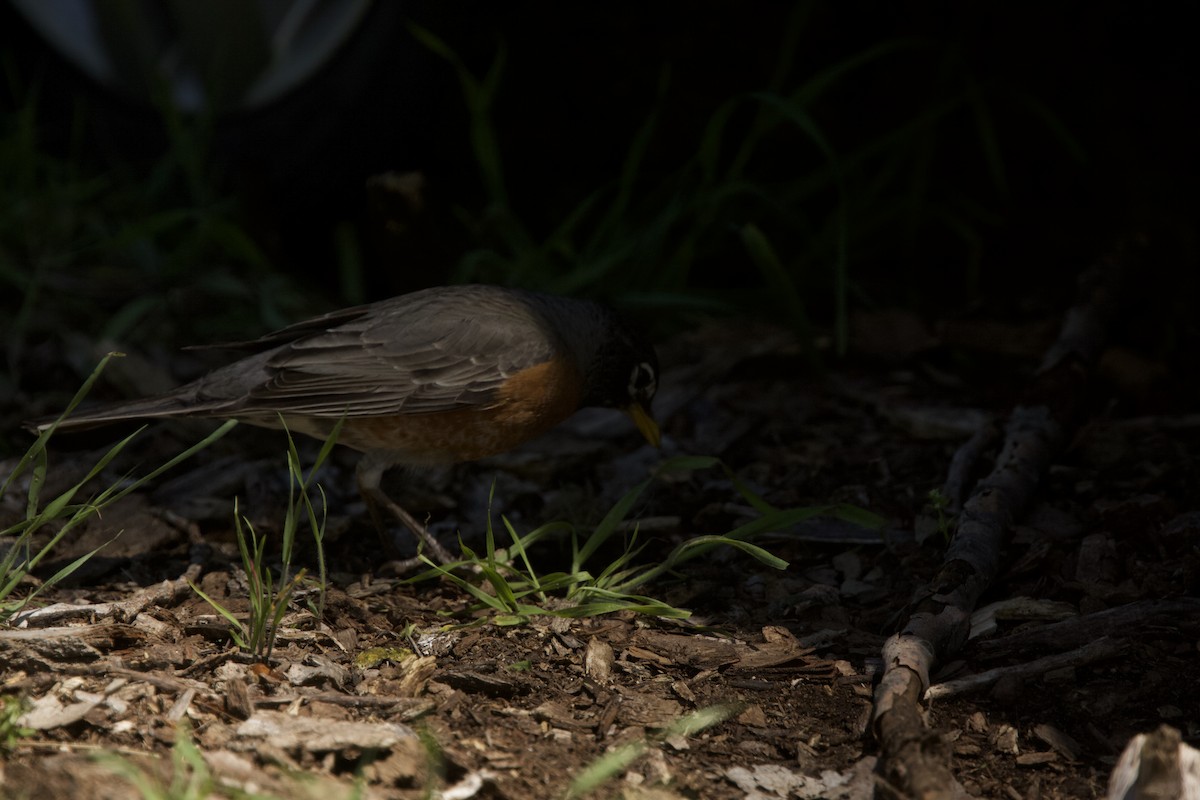 American Robin - ML618813085