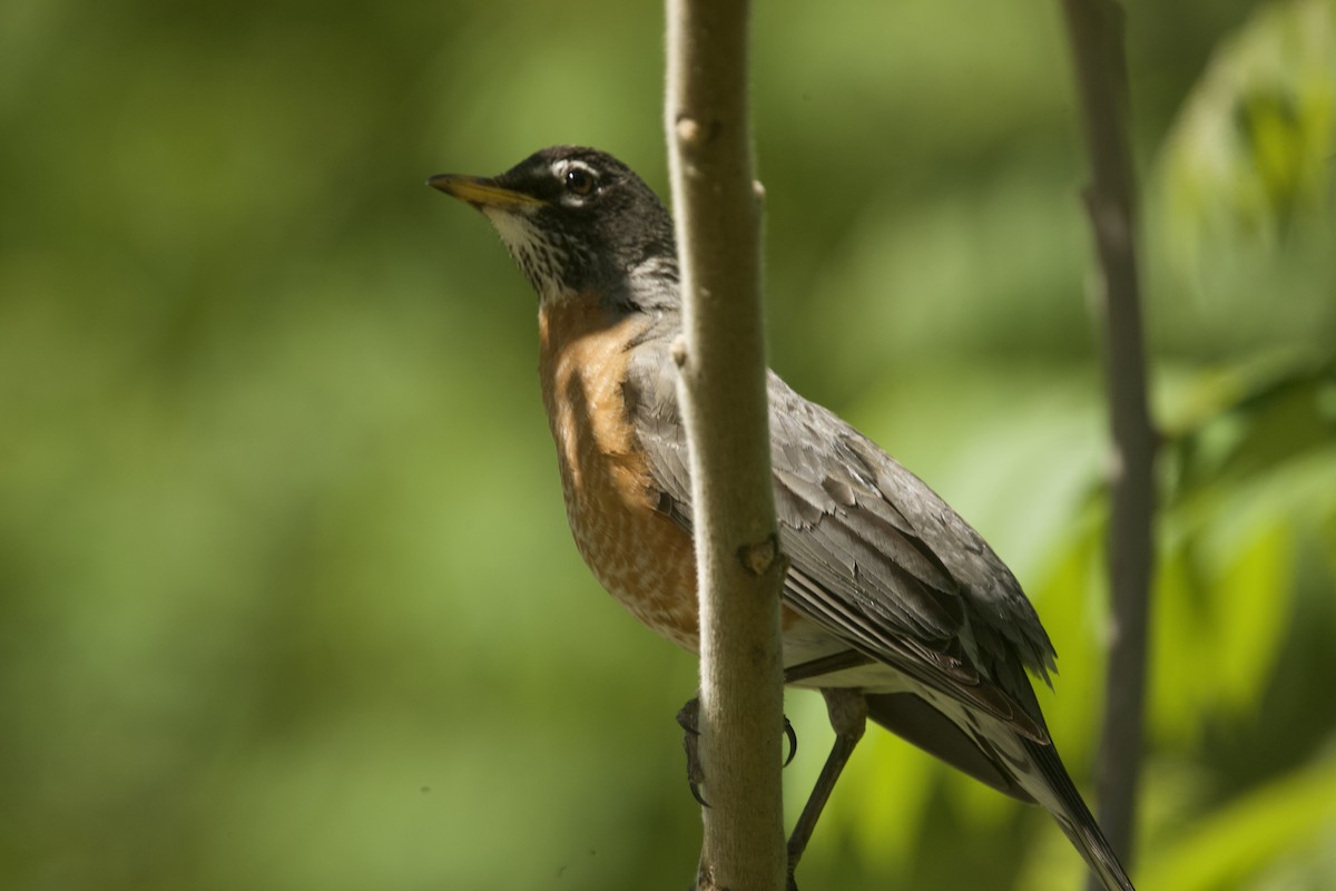 American Robin - ML618813087