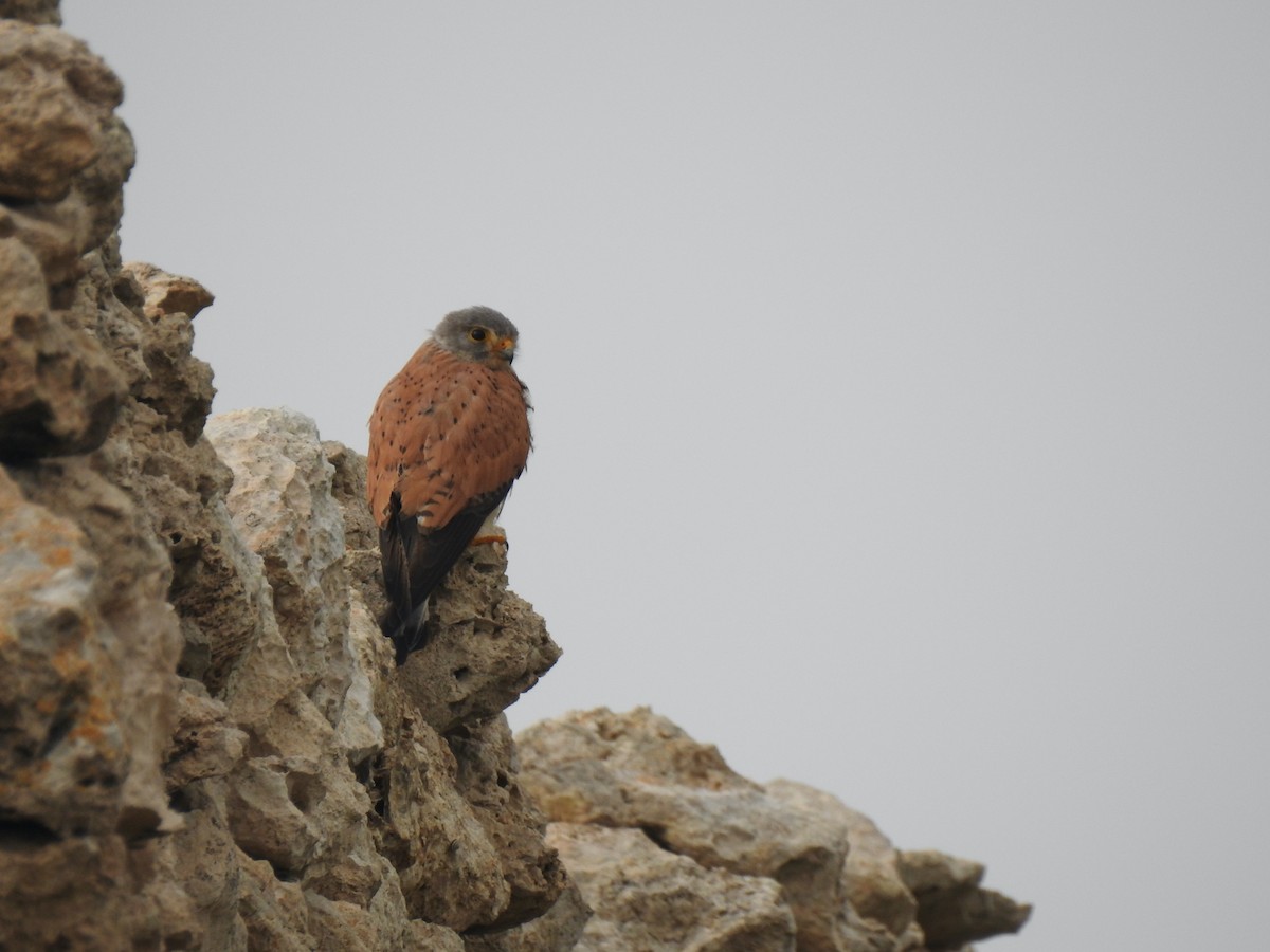 Eurasian Kestrel - Luca Bonomelli