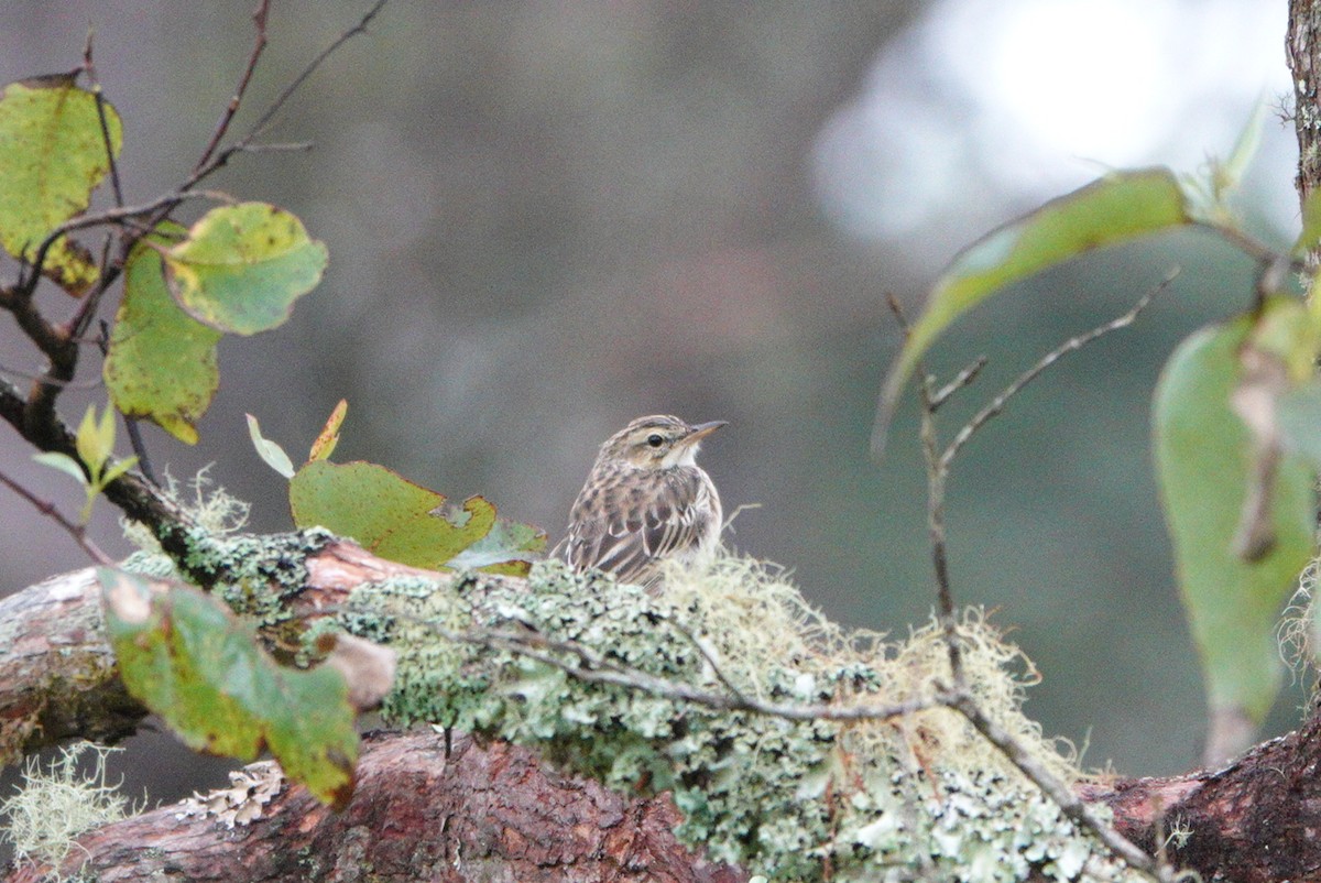 Paddyfield Pipit - Anonymous