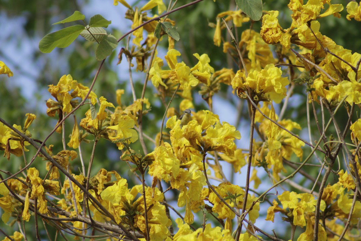 Brown-throated Sunbird - Supalak Siri