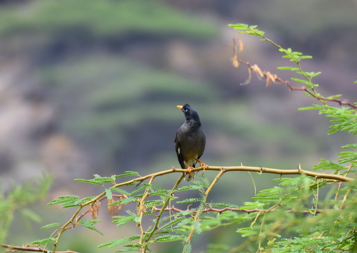 Jungle Myna - Anand Birdlife