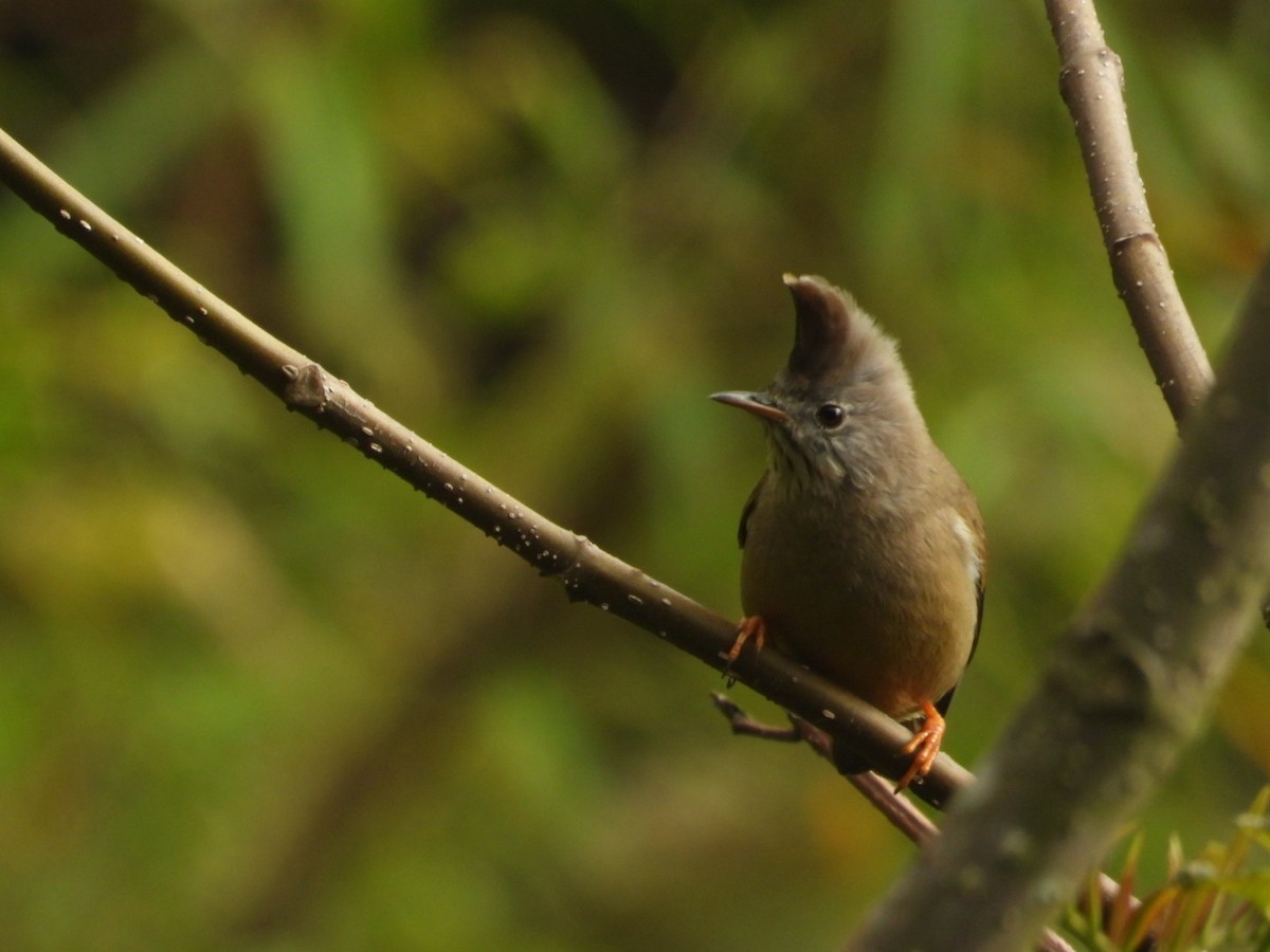 Stripe-throated Yuhina - Chaiti Banerjee