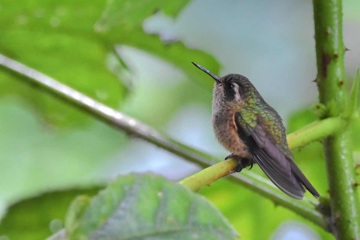 Speckled Hummingbird (melanogenys Group) - Tim Wing