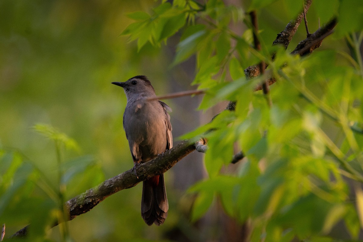 Gray Catbird - ML618813116