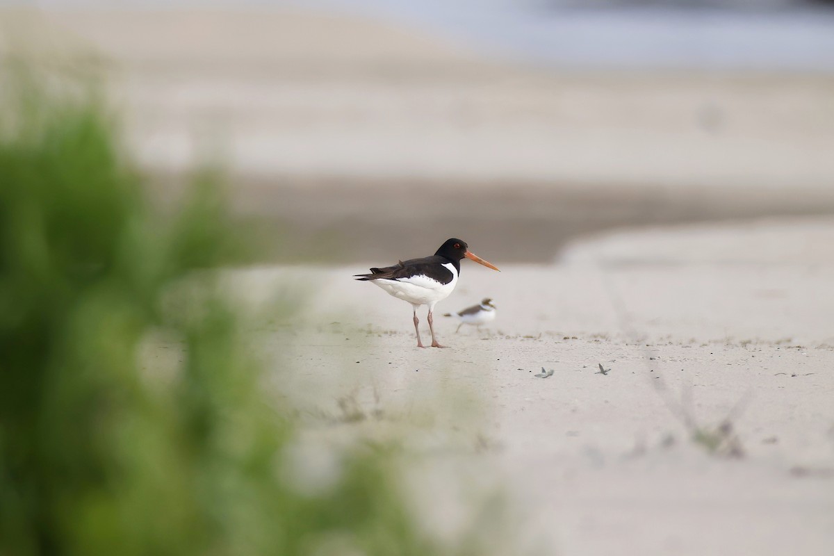 Eurasian Oystercatcher - Marcin Sidelnik