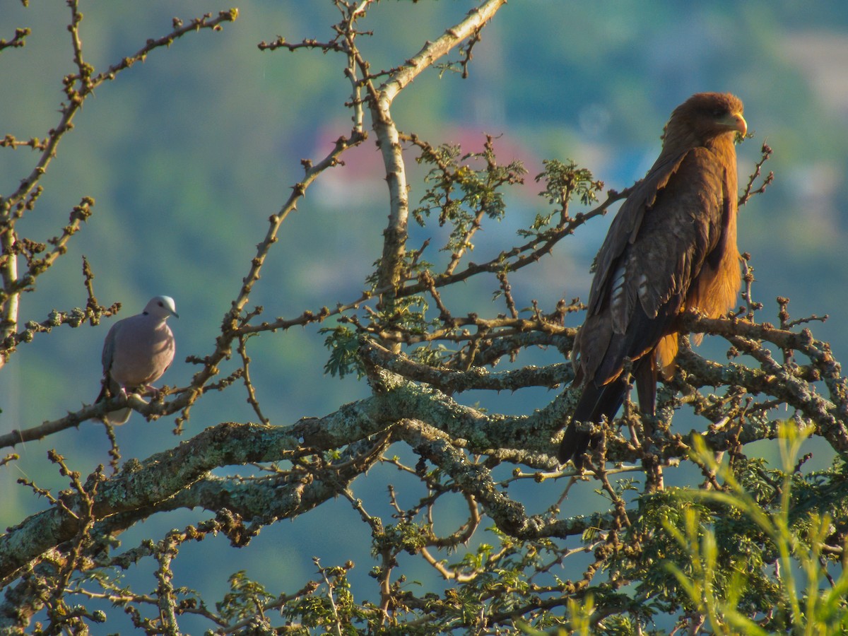 Black Kite - Hunter Crooks