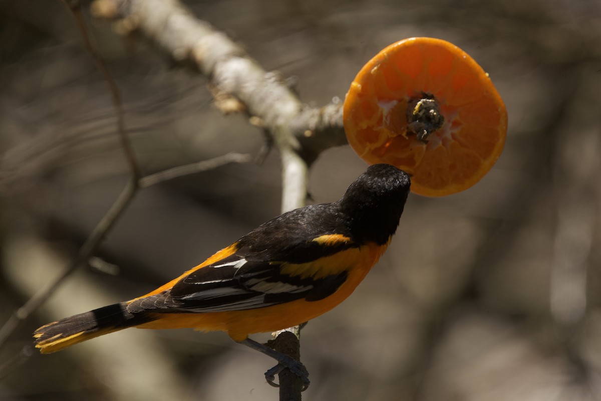 Baltimore Oriole - Paul Miller