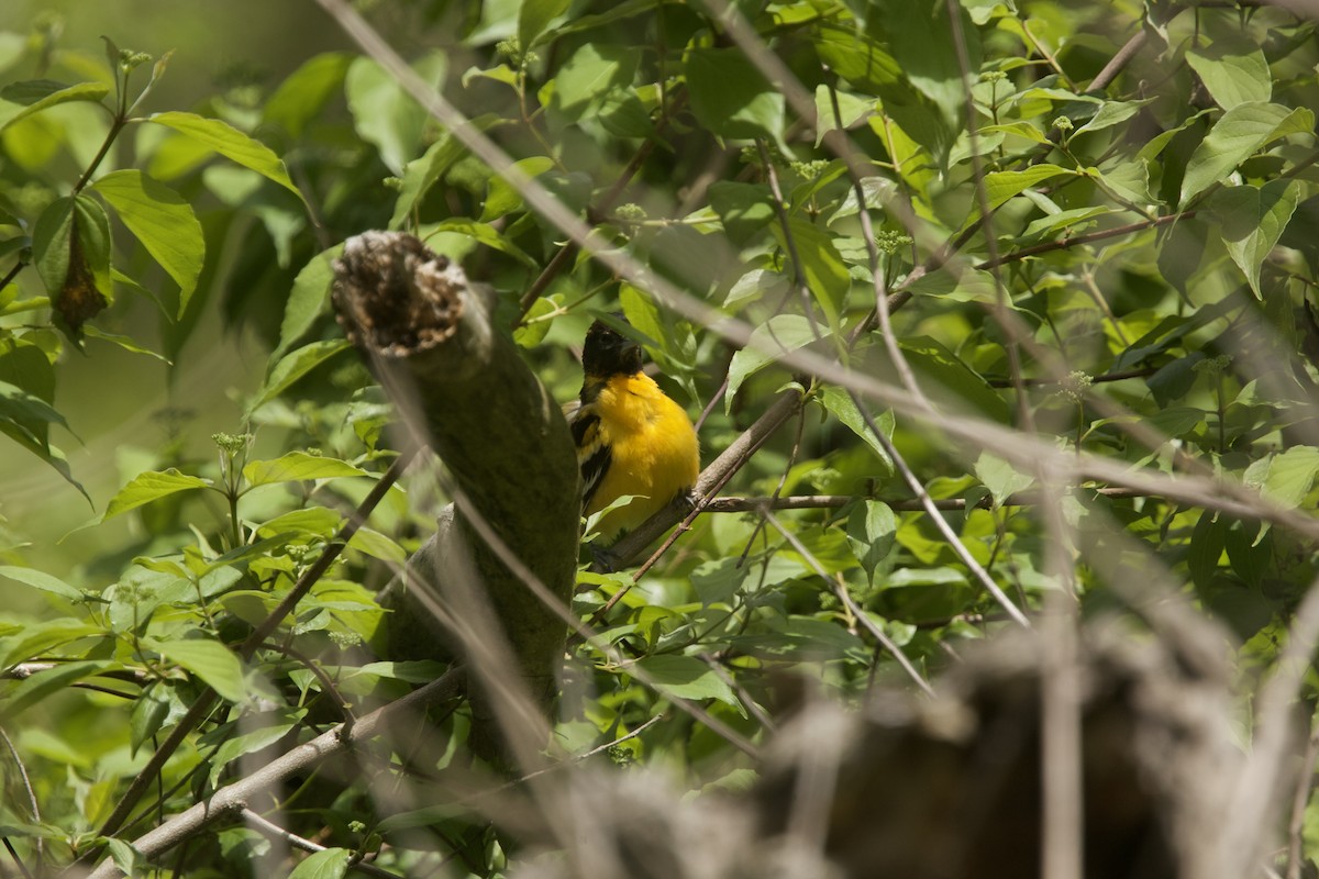 Baltimore Oriole - Paul Miller