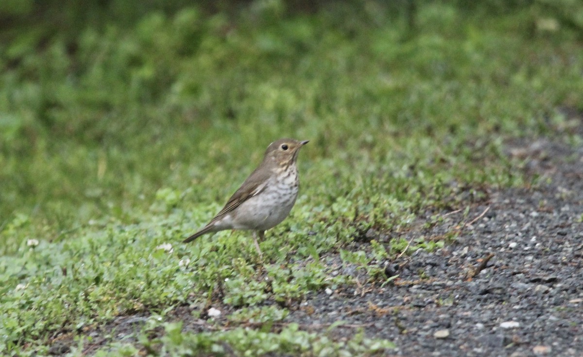 Swainson's Thrush - Vivek Raj