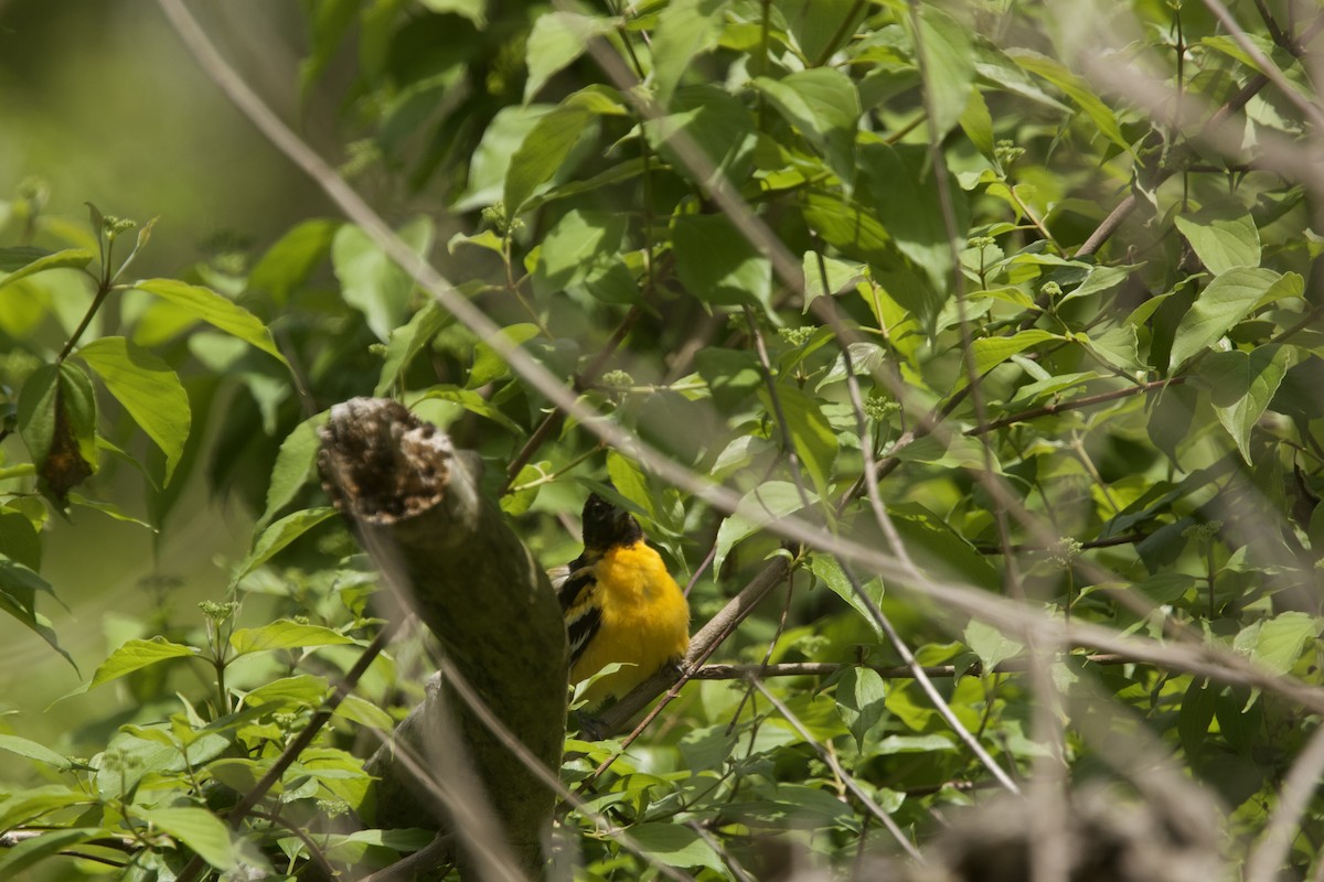 Baltimore Oriole - Paul Miller