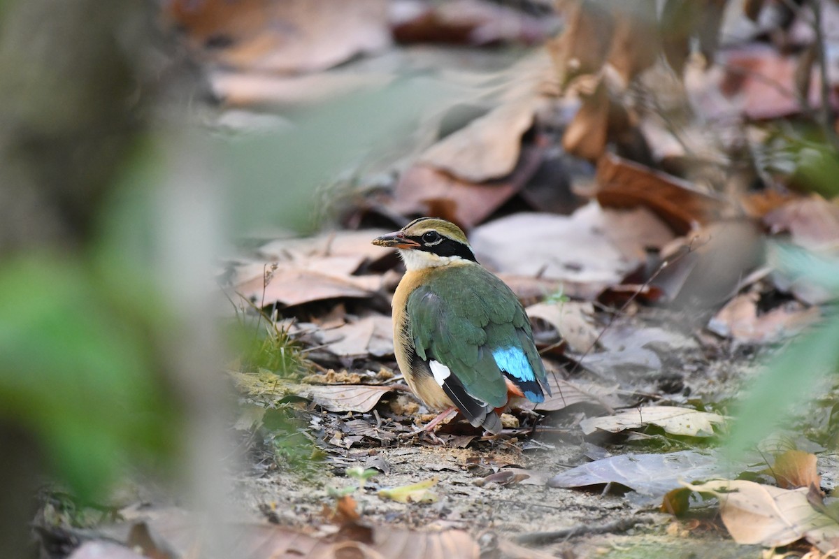 Indian Pitta - Baharuddin Sk