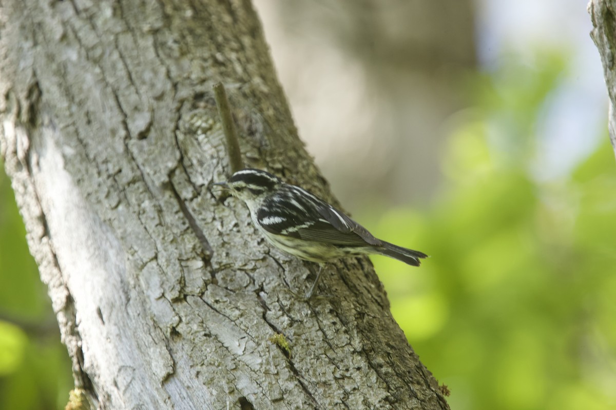 Black-and-white Warbler - Paul Miller