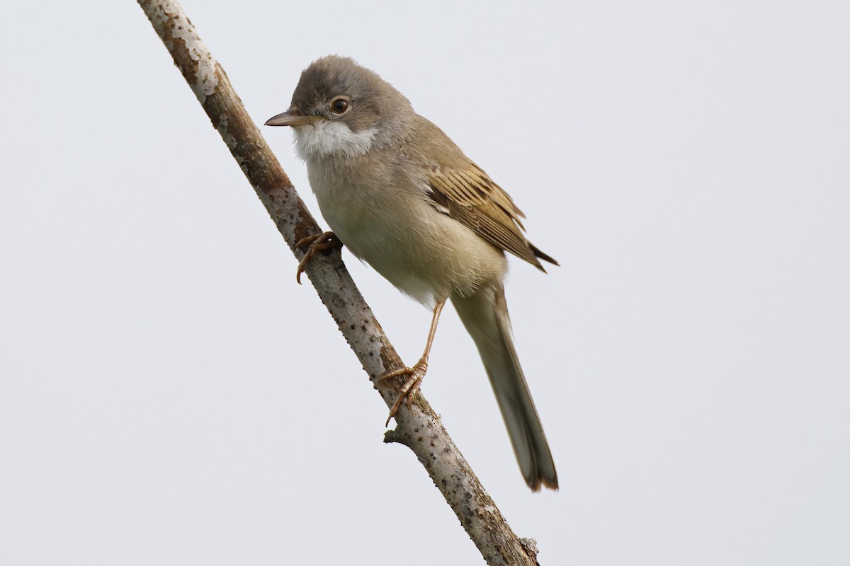 Greater Whitethroat - Marcin Sidelnik