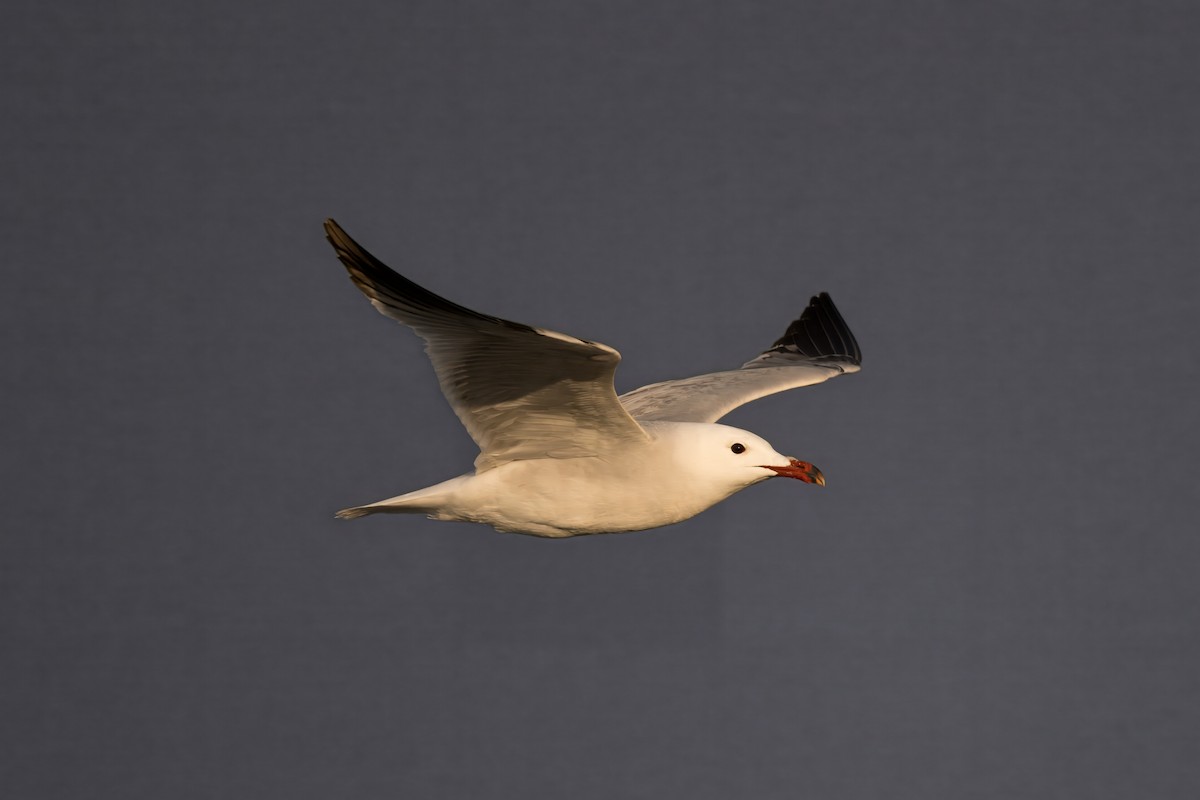 Audouin's Gull - Hugo Blanco