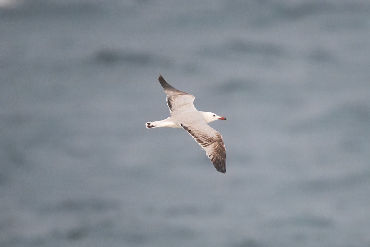 Audouin's Gull - Hugo Blanco