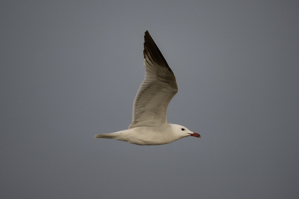 Audouin's Gull - Hugo Blanco