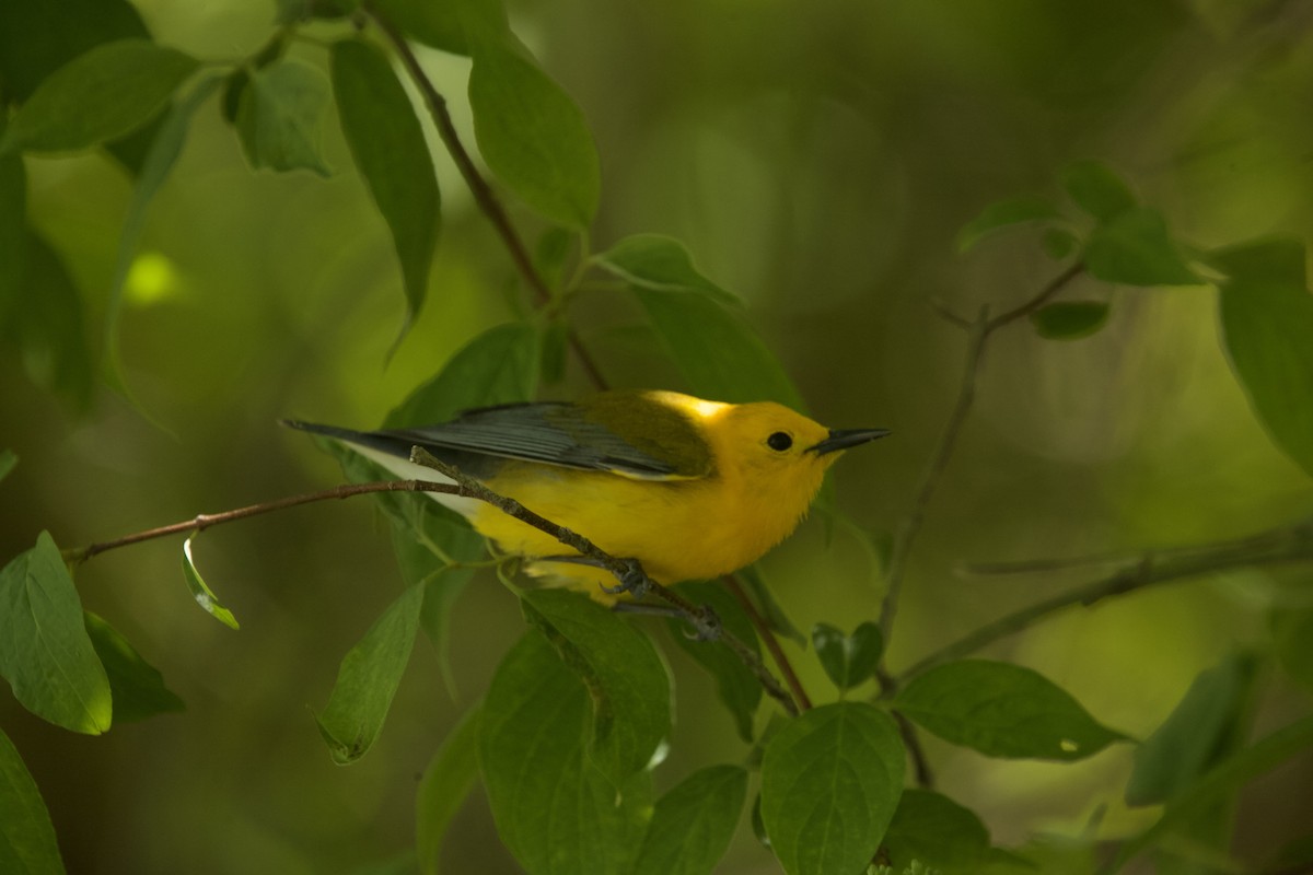 Prothonotary Warbler - Paul Miller