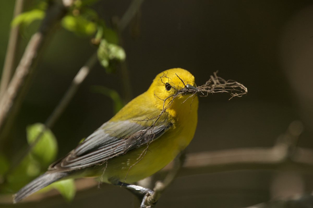 Prothonotary Warbler - Paul Miller