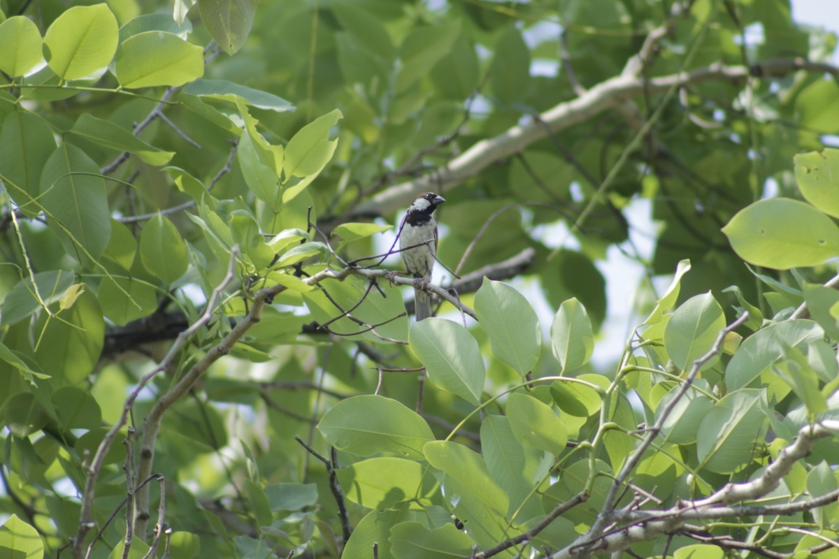 House Sparrow - Supalak Siri