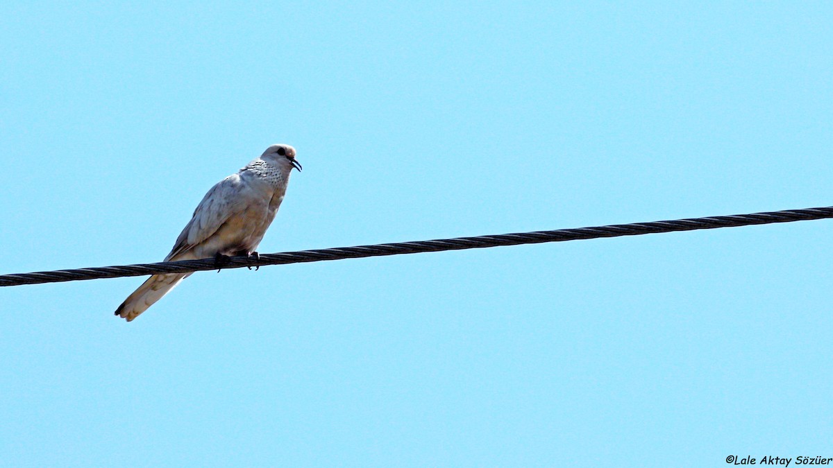 Laughing Dove - Lale Aktay