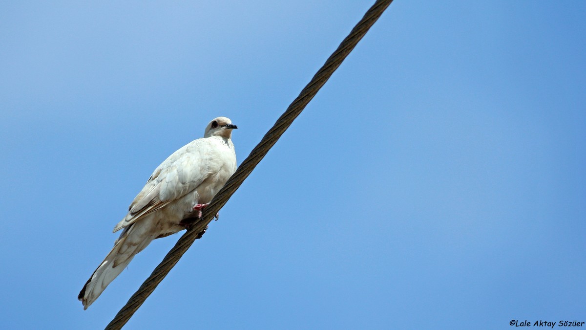 Laughing Dove - Lale Aktay