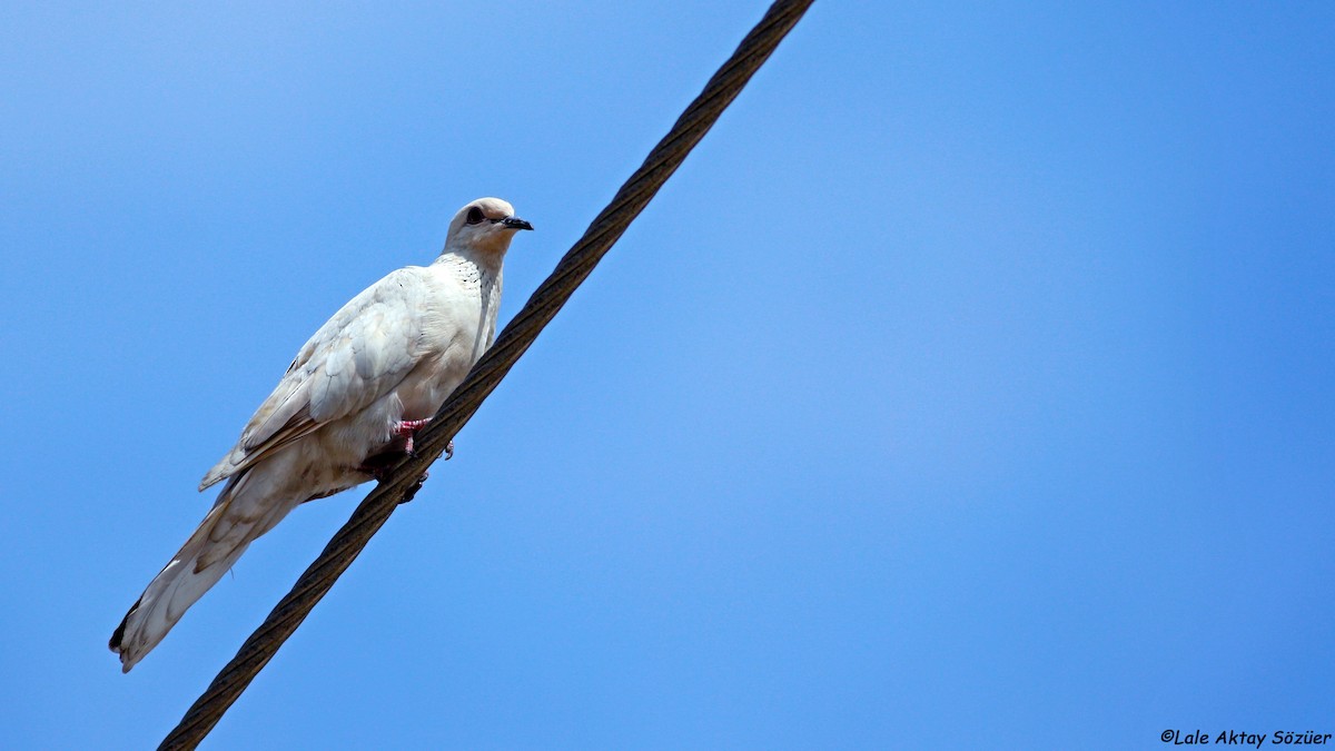 Laughing Dove - ML618813222