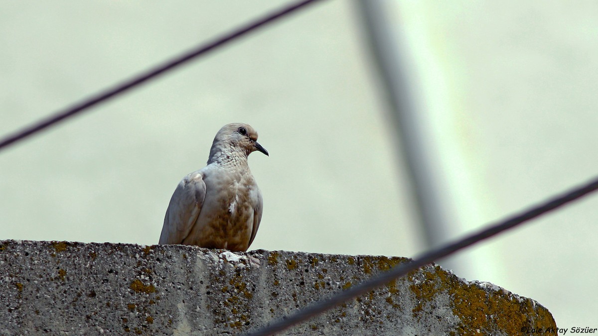 Laughing Dove - Lale Aktay