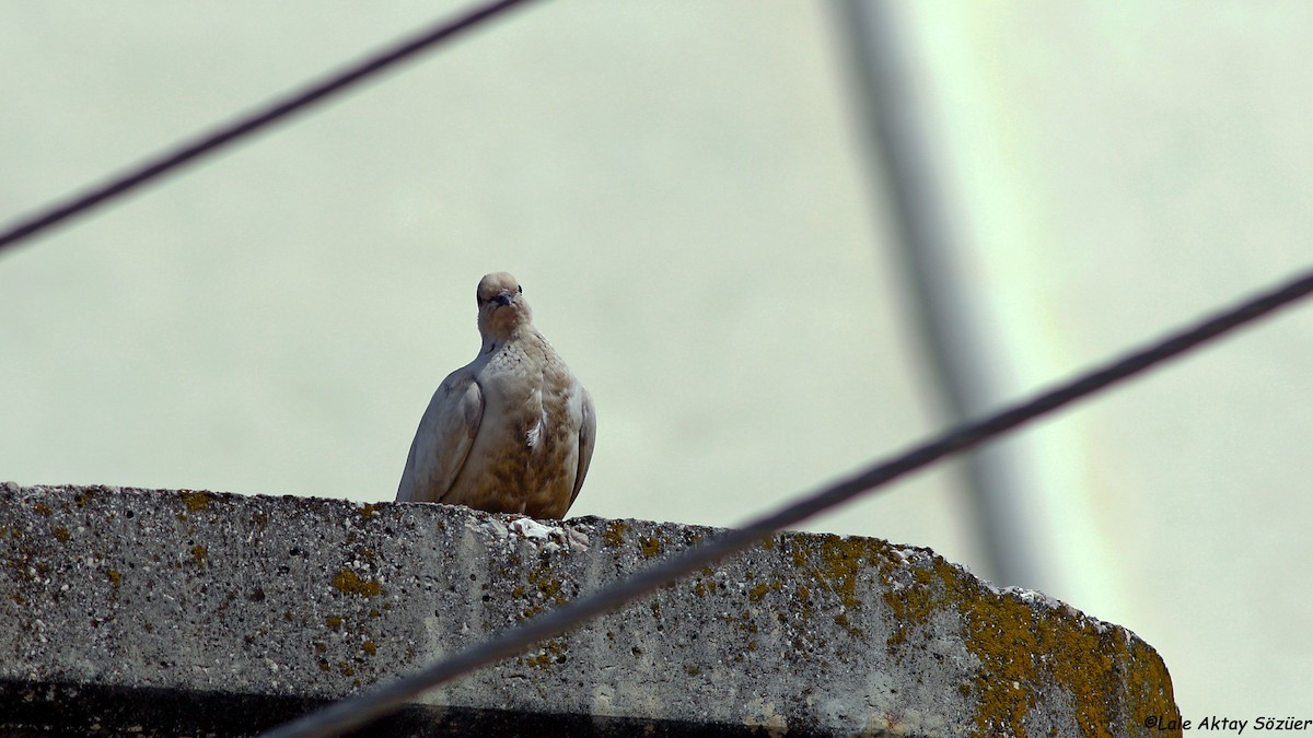 Laughing Dove - Lale Aktay