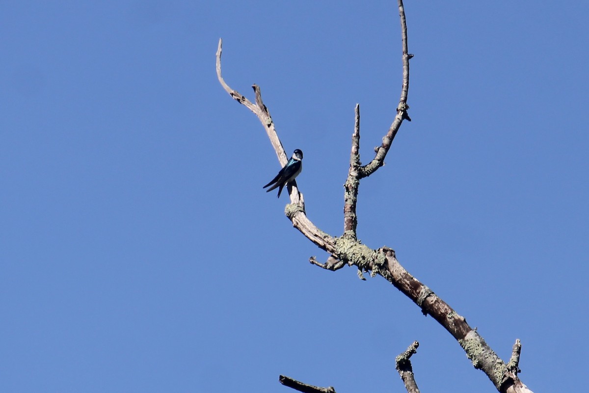 Tree Swallow - Melissa Grauel