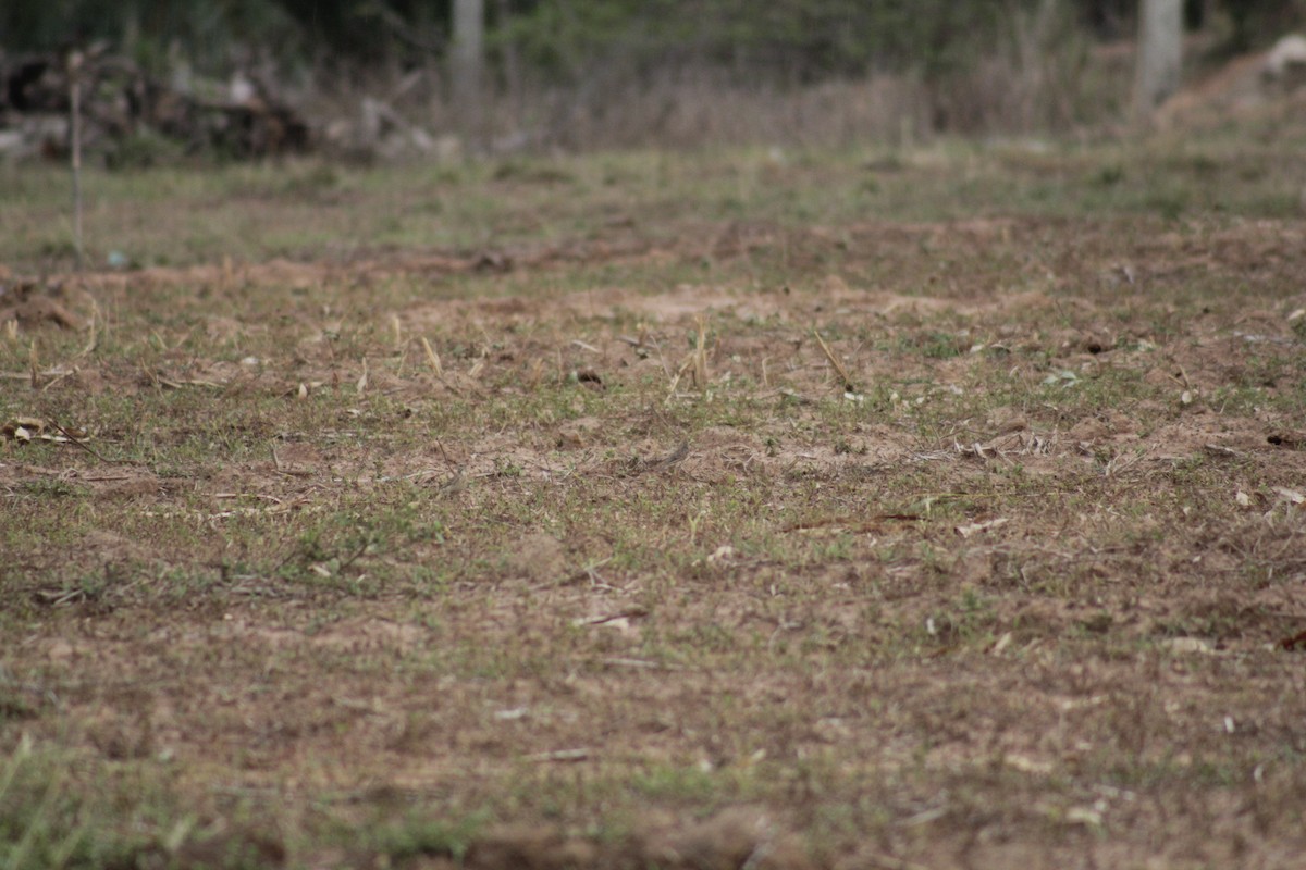 Paddyfield Pipit - Supalak Siri