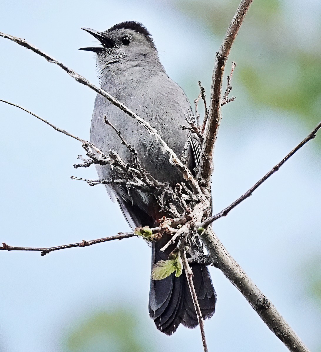 Gray Catbird - Jim Ward