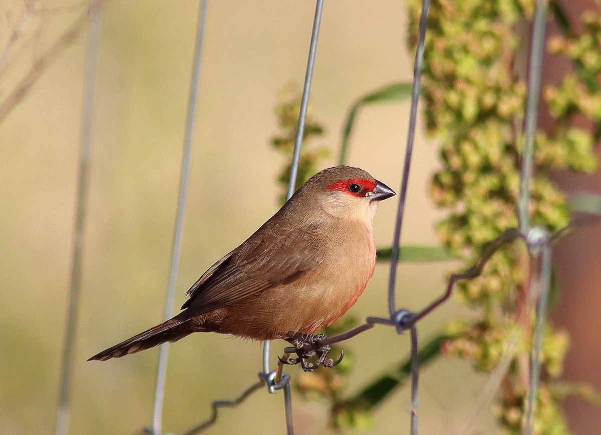 Common Waxbill - ML618813263