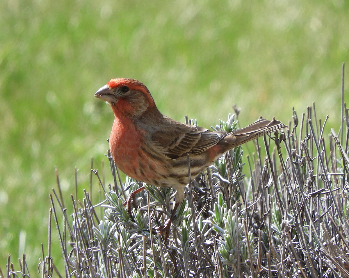 House Finch - Christian Rixen