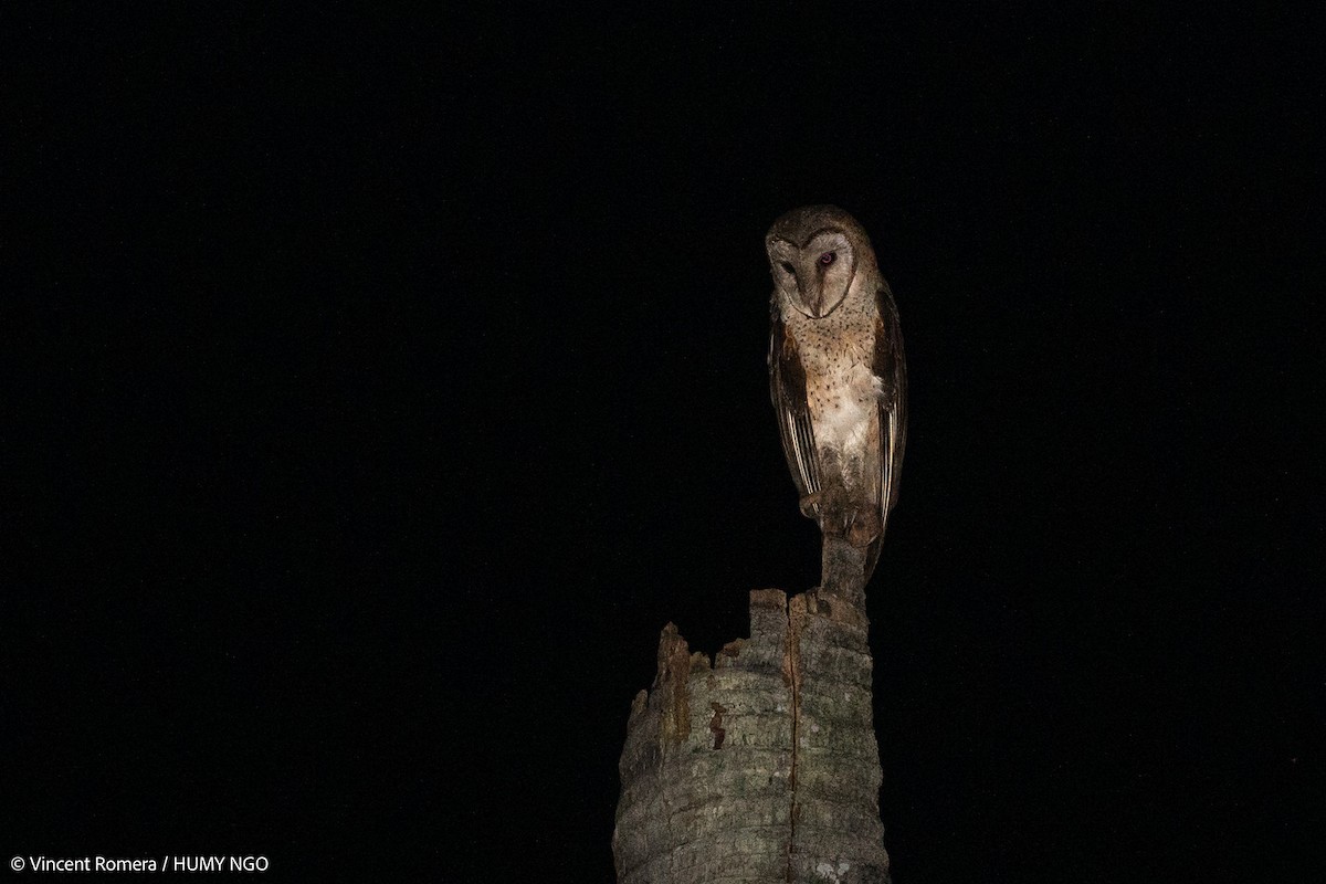 Sulawesi Masked-Owl - Vincent Romera