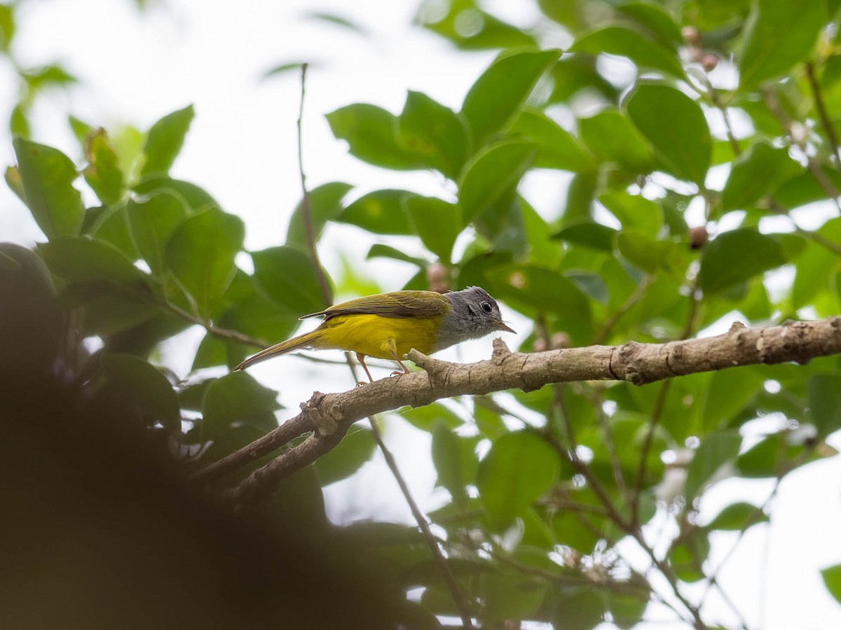 Gray-headed Canary-Flycatcher - ML618813277