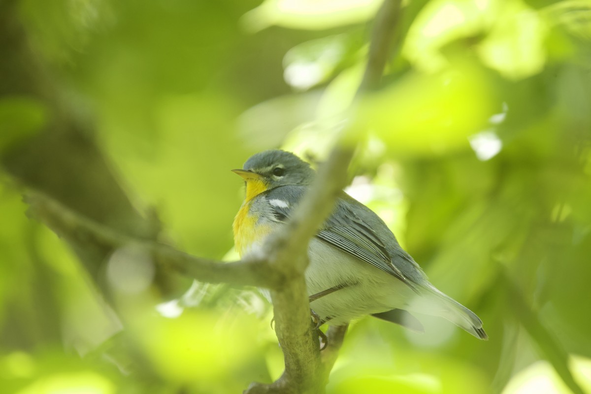 Northern Parula - Paul Miller