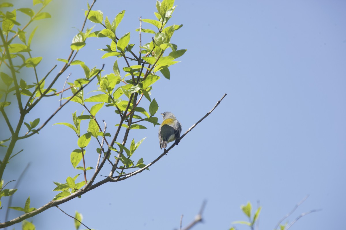 Northern Parula - Paul Miller