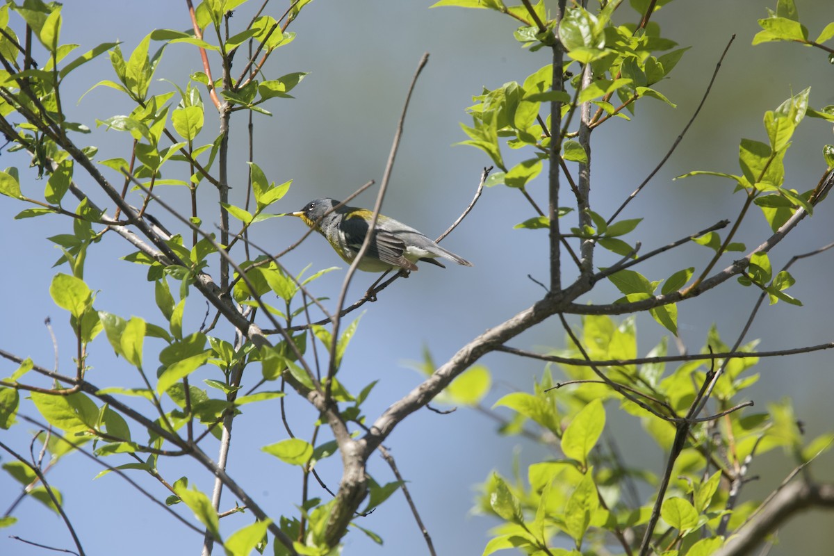 Northern Parula - Paul Miller