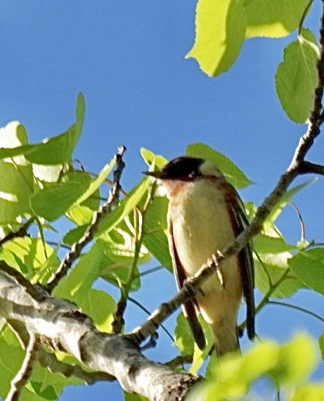 Bay-breasted Warbler - ML618813287