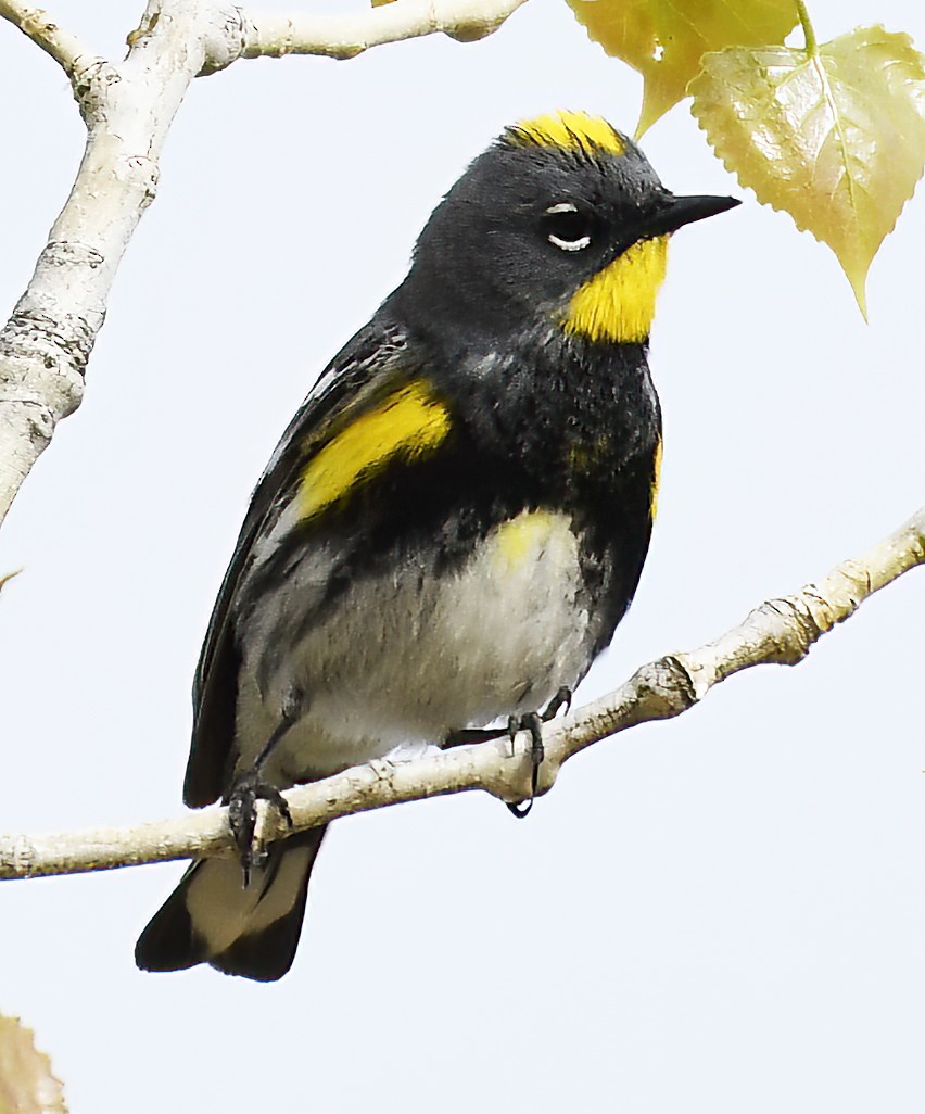 Yellow-rumped Warbler (Audubon's) - Jim Ward