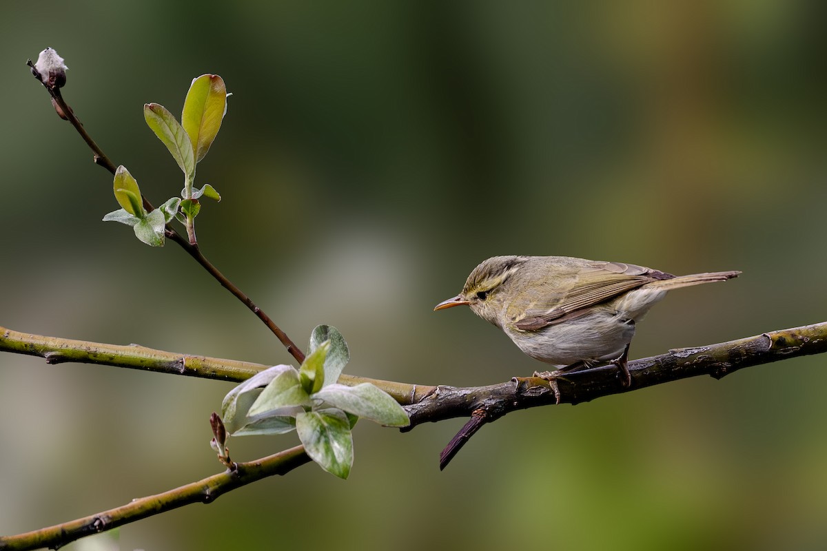 Greenish Warbler - Vivek Saggar