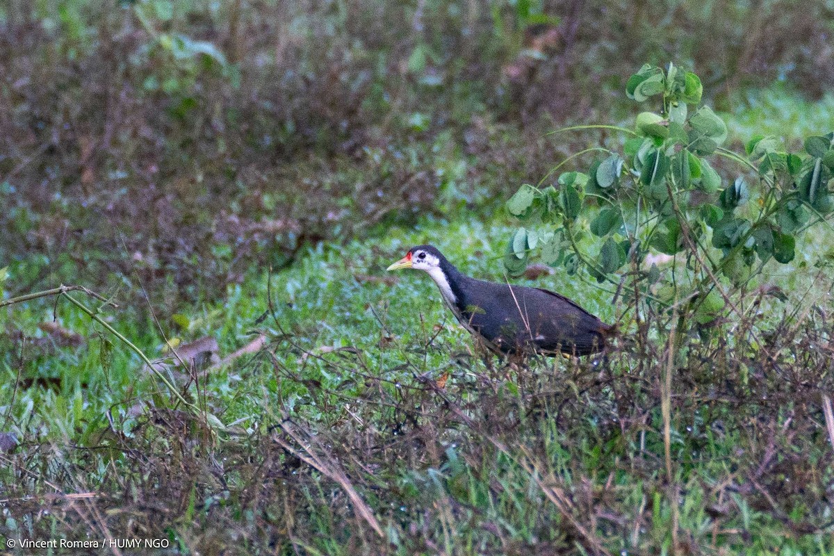 White-breasted Waterhen - Vincent Romera
