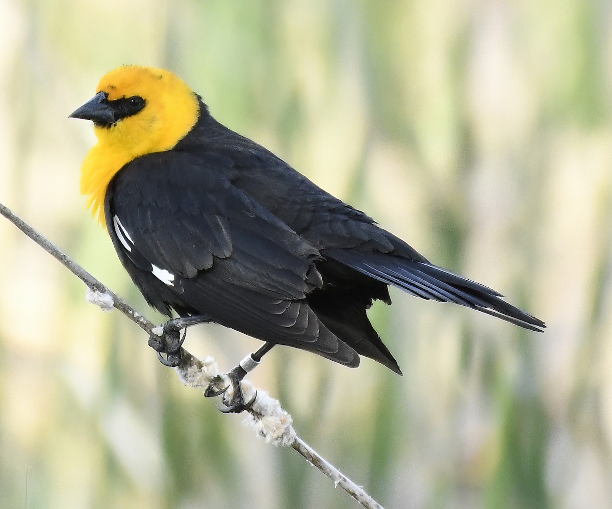 Yellow-headed Blackbird - Jim Ward